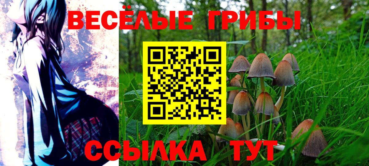 Псилоцибиновые грибы Cubensis Можга